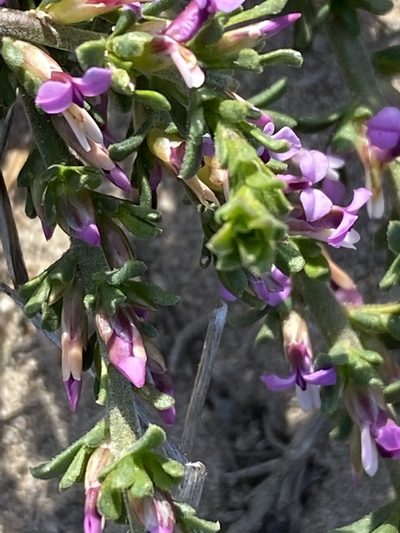 Muraltia barkerae, photographed by Christina