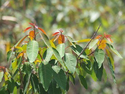 Triadica cochinchinensis, photographed by 葉子