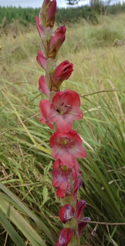 Gladiolus sericeovillosus, photographed by Peter Warren