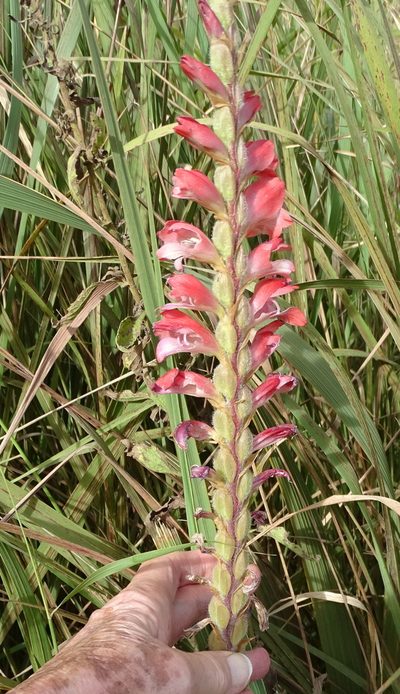 Gladiolus sericeovillosus, photographed by Peter Warren