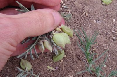 Astragalus wootonii, photographed by Eric Knight