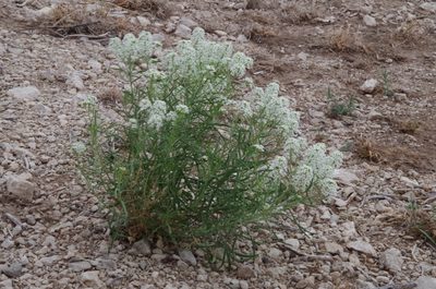 Lepidium alyssoides, photographed by Eric Knight