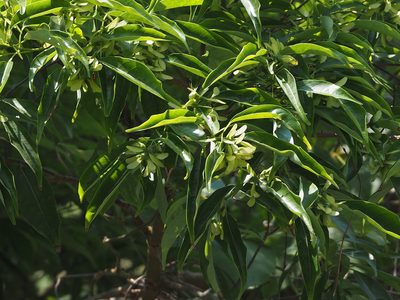 Acer albopurpurascens, photographed by 葉子