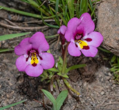 Diplacus angustatus, photographed by Don Loarie