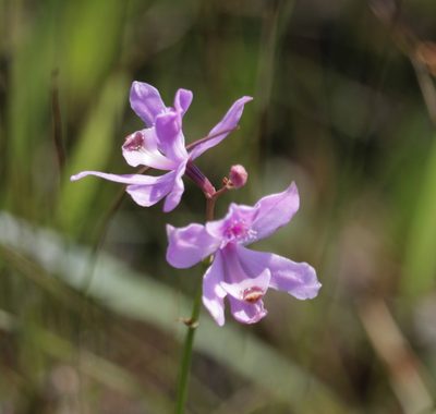 Calopogon pallidus, photographed by Kim