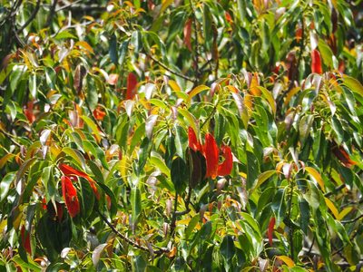 Elaeocarpus serratus, photographed by 葉子