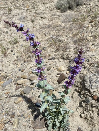 Penstemon acuminatus, photographed by Matt Berger