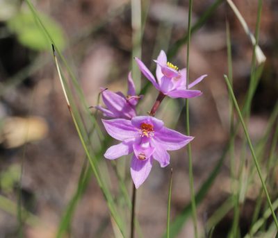 Calopogon barbatus, photographed by Kim