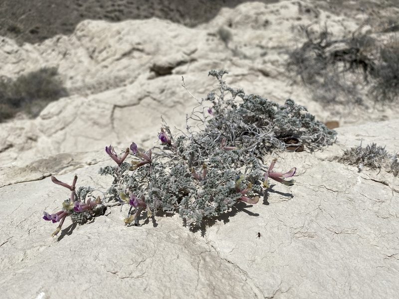 Astragalus nudisiliquus, photographed by Matt Berger