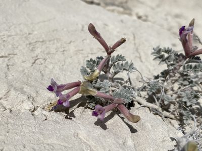 Astragalus nudisiliquus, photographed by Matt Berger