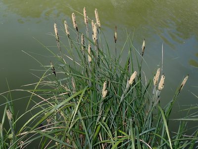 Carex acutiformis, photographed by Julien Renoult