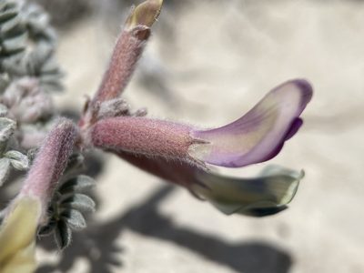 Astragalus nudisiliquus, photographed by Matt Berger