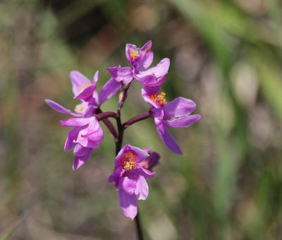 Calopogon multiflorus, photographed by Kim