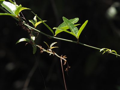 Tetrastigma formosanum, photographed by 葉子