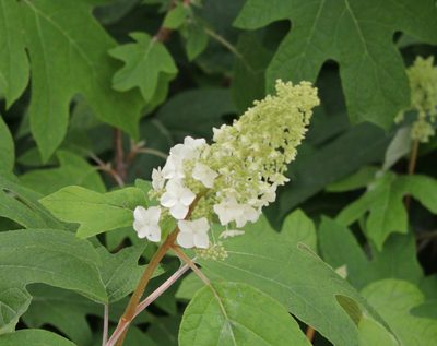 Hydrangea quercifolia, photographed by Kim