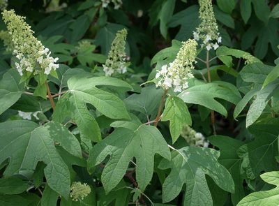 Hydrangea quercifolia, photographed by Lauren McLaurin