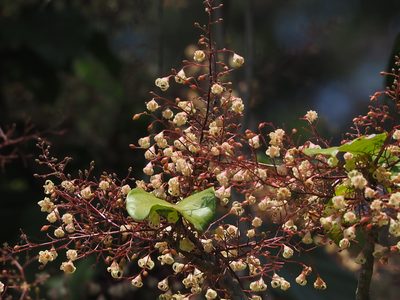 Sterculia monosperma, photographed by 葉子