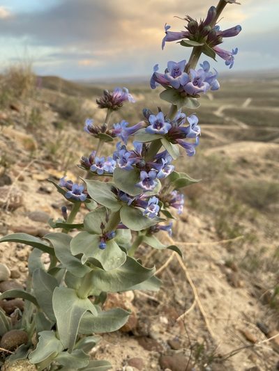 Penstemon acuminatus, photographed by Matt Berger