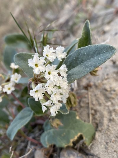 Abronia mellifera, photographed by Matt Berger