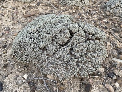Eriogonum shockleyi, photographed by Matt Berger