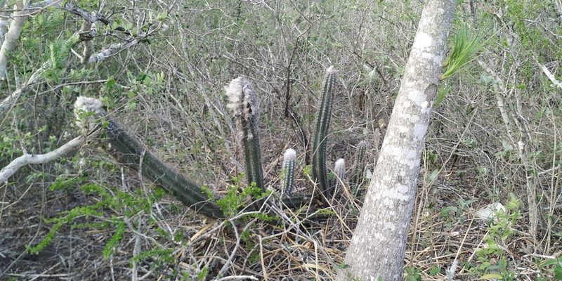 Pilosocereus leucocephalus, photographed by Tereso Hernández Morales