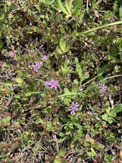 Lythrum flagellare, photographed by Claire Herzog