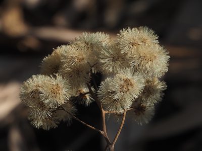 Gymnanthemum amygdalinum, photographed by 葉子