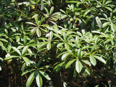 Alstonia scholaris, photographed by 葉子