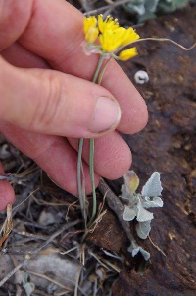 Allium coryi, photographed by Eric Knight