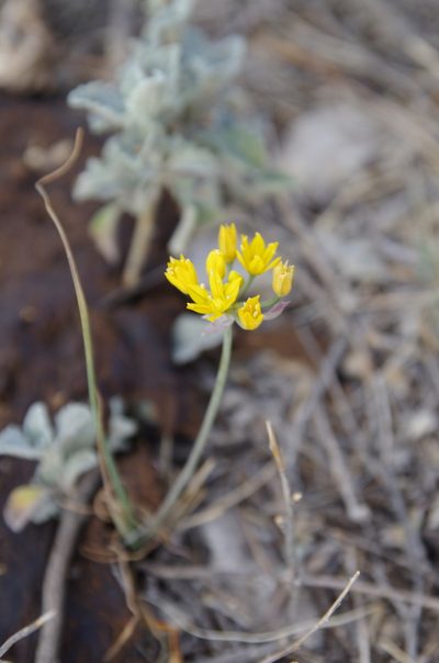 Allium coryi, photographed by Eric Knight