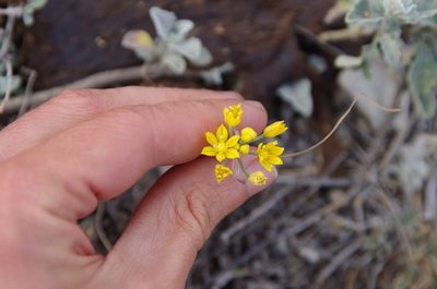 Allium coryi, photographed by Eric Knight