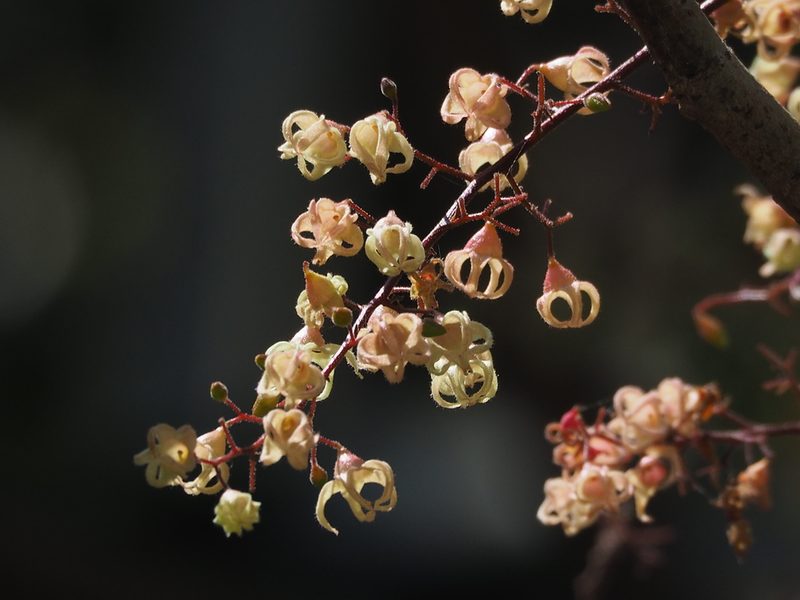 Sterculia monosperma, photographed by 葉子