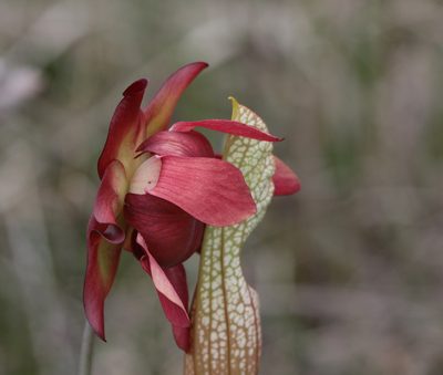Sarracenia leucophylla, photographed by Kim