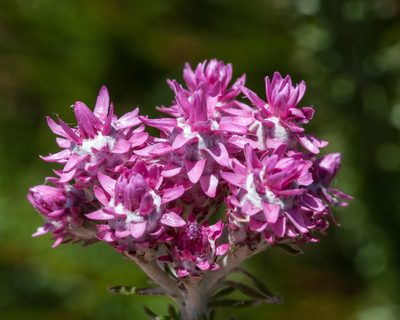 Lachnospermum umbellatum, photographed by magriet b