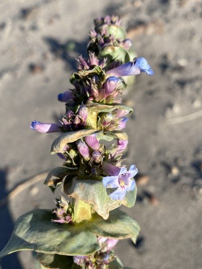 Penstemon acuminatus, photographed by Matt Berger