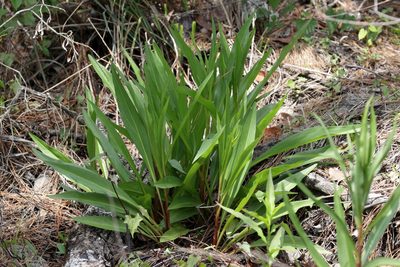 Solidago mexicana, photographed by Lauren McLaurin