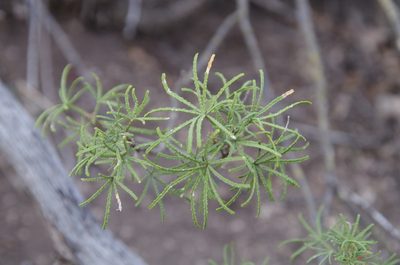 Choisya dumosa, photographed by Eric Knight