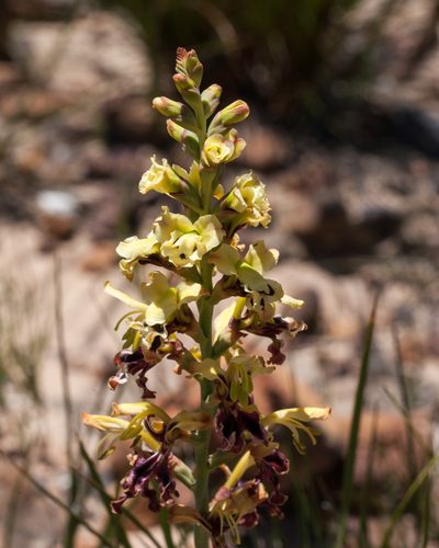 Tritoniopsis parviflora, photographed by magriet b