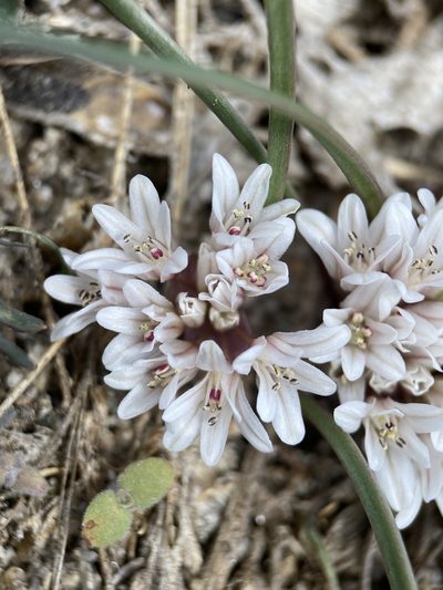 Allium simillimum, photographed by Matt Berger