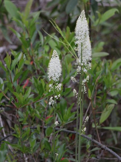 Stenanthium texanum, photographed by Kim
