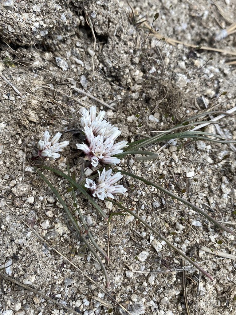 Allium simillimum, photographed by Matt Berger