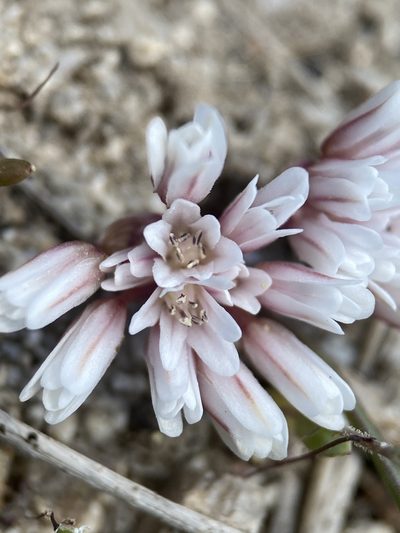 Allium simillimum, photographed by Matt Berger