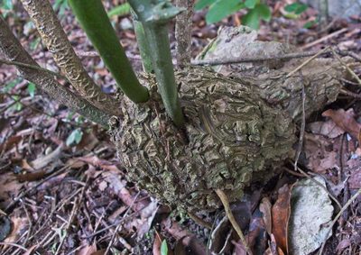 Dioscorea mexicana, photographed by Matteo Cassella