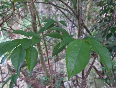 Dioscorea mexicana, photographed by Matteo Cassella