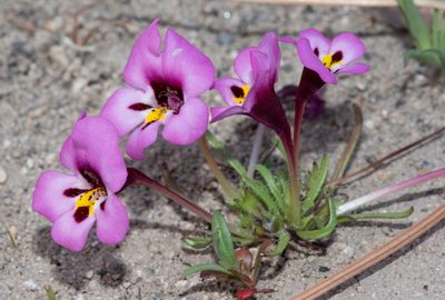 Diplacus angustatus, photographed by Don Loarie