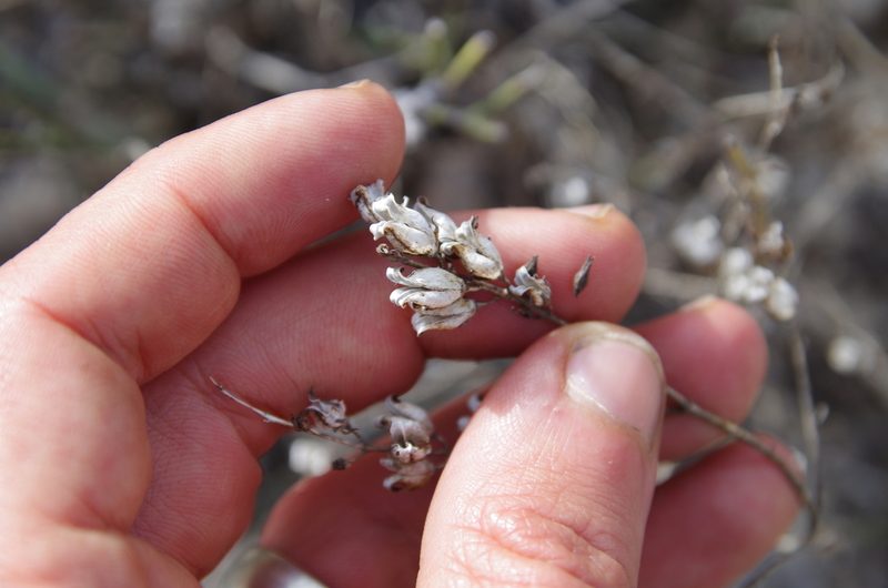 Seymeria scabra, photographed by Eric Knight