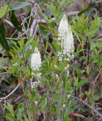 Stenanthium texanum, photographed by Lauren McLaurin