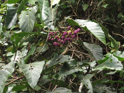 Poikilospermum suaveolens, photographed by Paul Prior