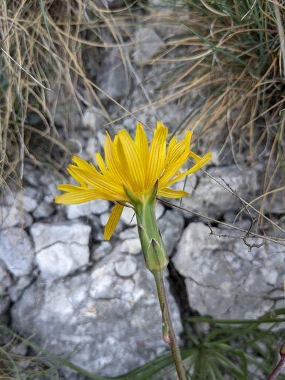Pseudopodospermum hispanicum, photographed by Denis Bastianelli