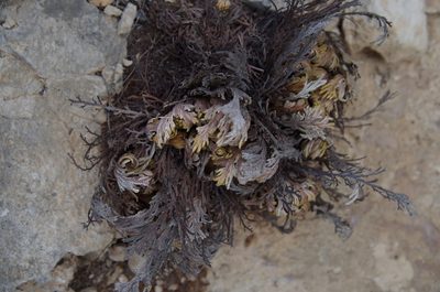 Selaginella lepidophylla, photographed by Eric Knight